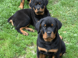 Adorable Rottweiler pups. Ready to go!!