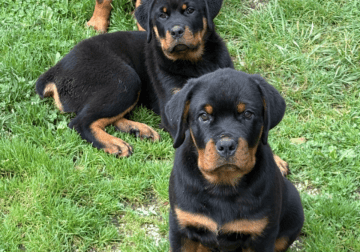 Adorable Rottweiler pups. Ready to go!!