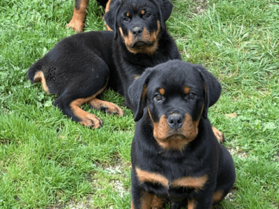 Adorable Rottweiler pups. Ready to go!!