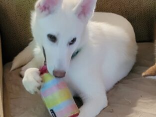 Siberian Husky puppy