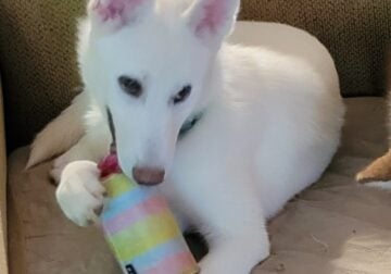 Siberian Husky puppy