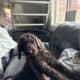 Standard Poodle