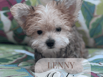 Morkie puppies maltese yorkie