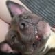 Rehoming Dog