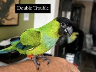 Baby Nanday Conures for Adoption!