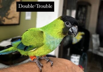 Baby Nanday Conures for Adoption!