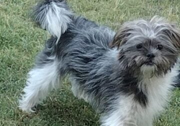 Shih tzu