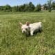 AKC Frenchie Male – Columbus, OH