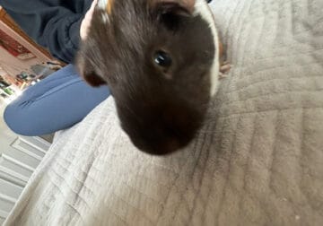 Guinea pig and cage for sale