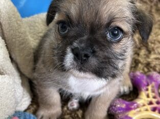 Tinybear’s French/Shih tzu