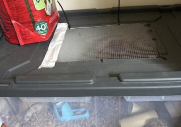 Pet and feeder mice for sale