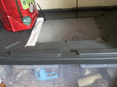 Pet and feeder mice for sale