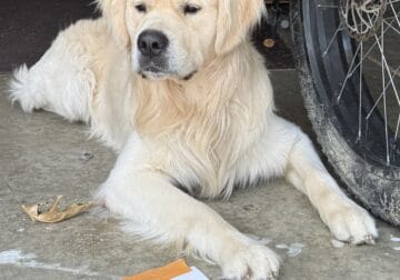 European Champion Line Golden Male