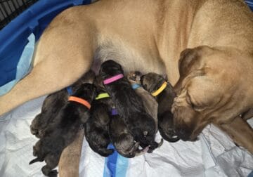Cane Corso-Neapolitan Mastiff mixed pups