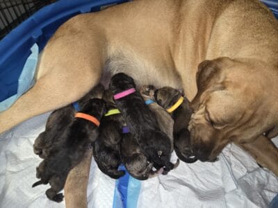 Cane Corso-Neapolitan Mastiff mixed pups
