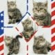 CFA Exotic Shorthairs