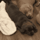 AKC Labrador Retrievers Charcoal & Silver