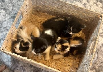 The Cutest Kittens Ever!