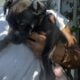 XL American Bully x APBT puppies!