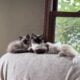 Ragdoll kittens!