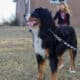 Full AKC Registration – Beau
