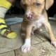 XL American Bully x APBT puppies!