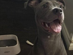 6 month female puppy