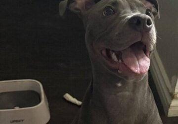 6 month female puppy