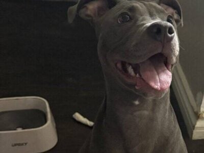 6 month female puppy