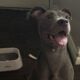 6 month female puppy