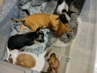 Chihuahua puppies
