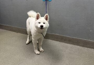 White Male Siberian Husky
