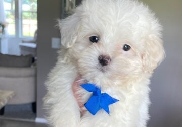 Small Boy