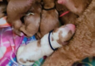 GOLDEN DOODLES PUPPIES