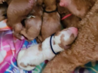 GOLDEN DOODLES PUPPIES