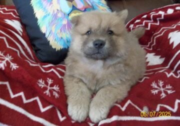 JASMINE IS AN ADORABLE PUREBRED BLUE FAWN CHOW PUP