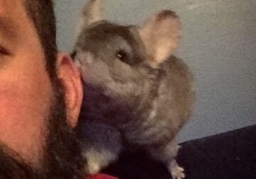Denver Area: Selling Chinchilla 100$. Come with fo