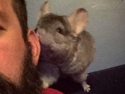 Denver Area: Selling Chinchilla 100$. Come with fo