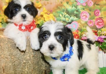 Chicago Shihpoo Babies. Nonshedding.