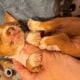 Peaches Unique Mini Weenies Dachshund Puppy