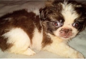 7 week pekingese