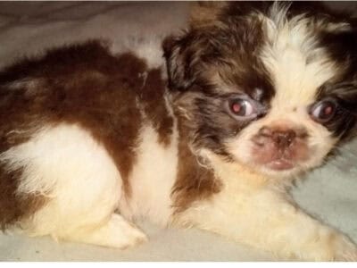 7 week pekingese