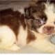 7 week pekingese