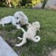 German shepherd Great Pyrenees puppy