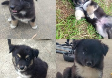 Husky puppies
