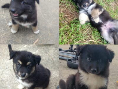 Husky puppies
