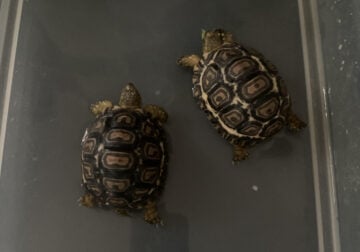 Baby Leopard tortoises for adoption