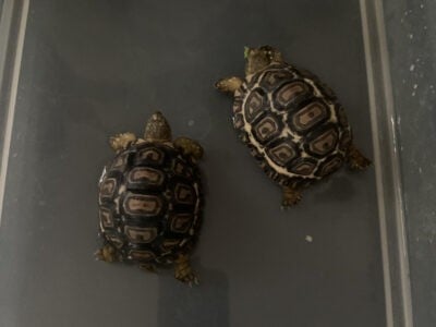 Baby Leopard tortoises for adoption
