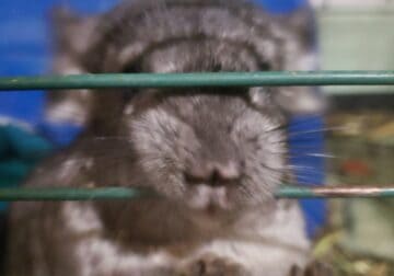 chinchilla