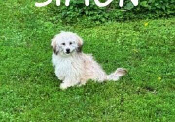 Simon Neutered Male Teddy Bear Puppy